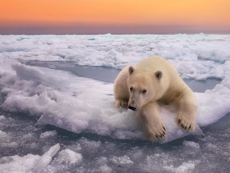 белый медведь, вода, арктика