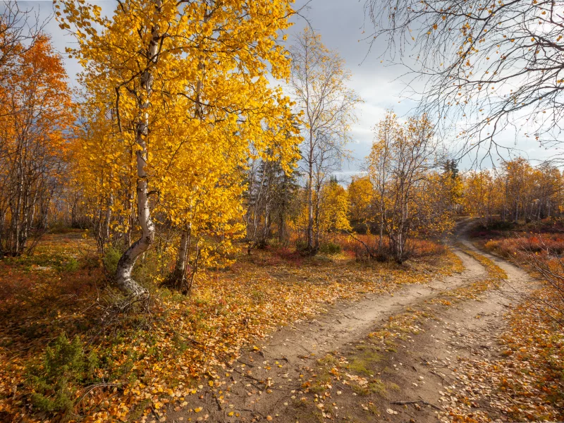 лес, дорога, осень