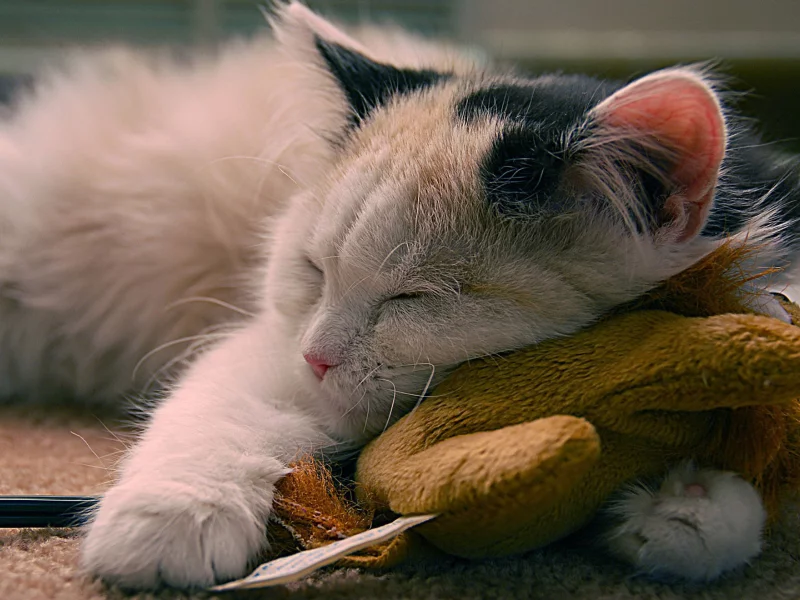 кот, спит