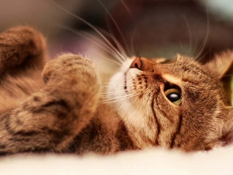 кот, взгляд, усы