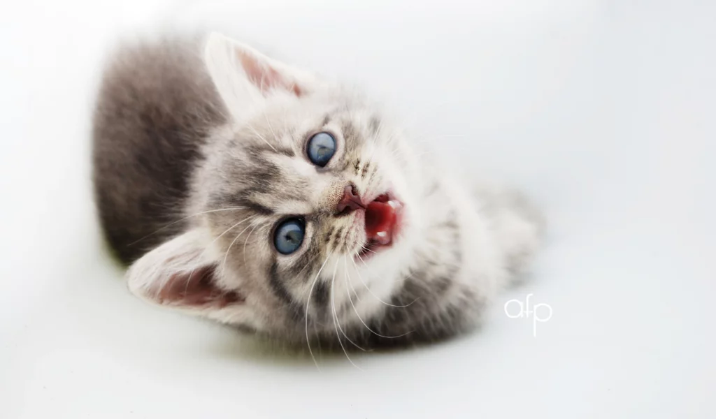котёнок, маленький