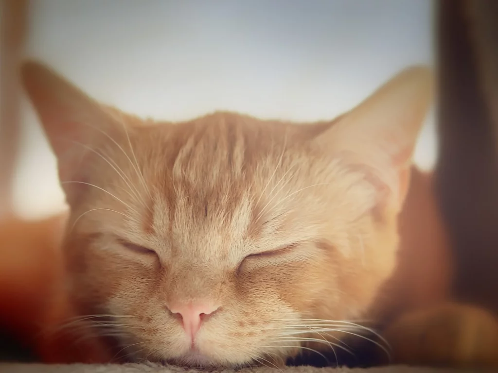 кот рыжий, спит