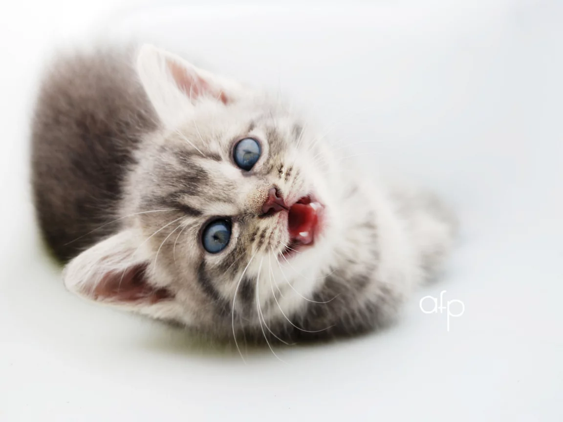 котёнок, маленький