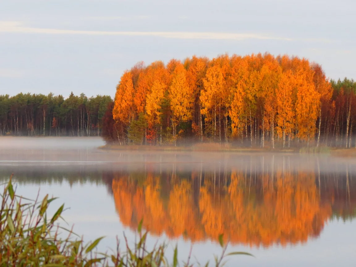 река, лес, деревья, туман