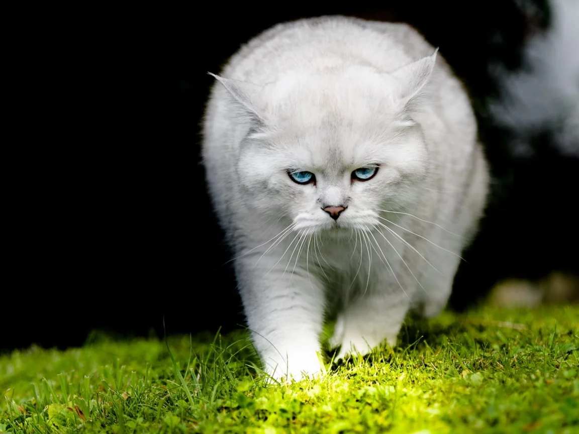 кот, взгляд, усы