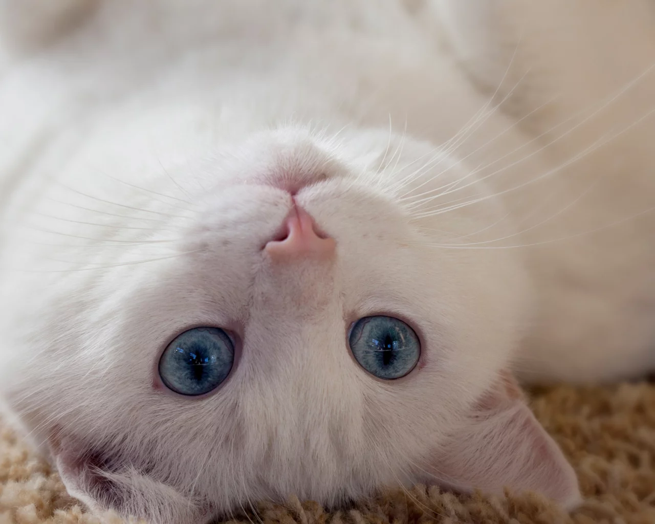 кошка, взгляд, лежит на спине