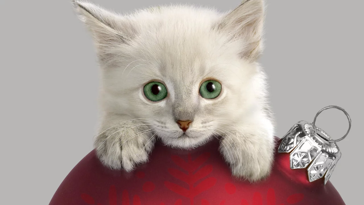 котёнок, взгляд, усы