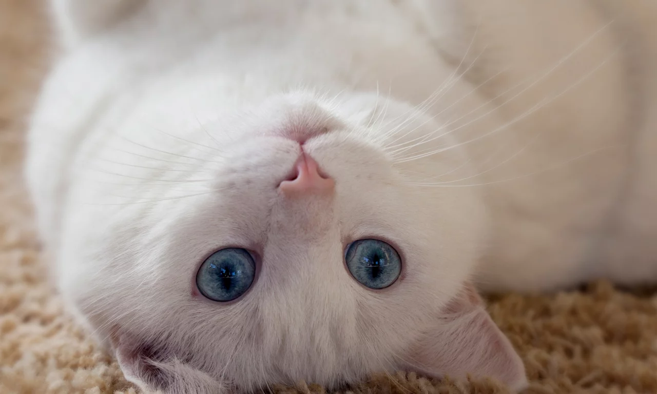 кошка, взгляд, лежит на спине