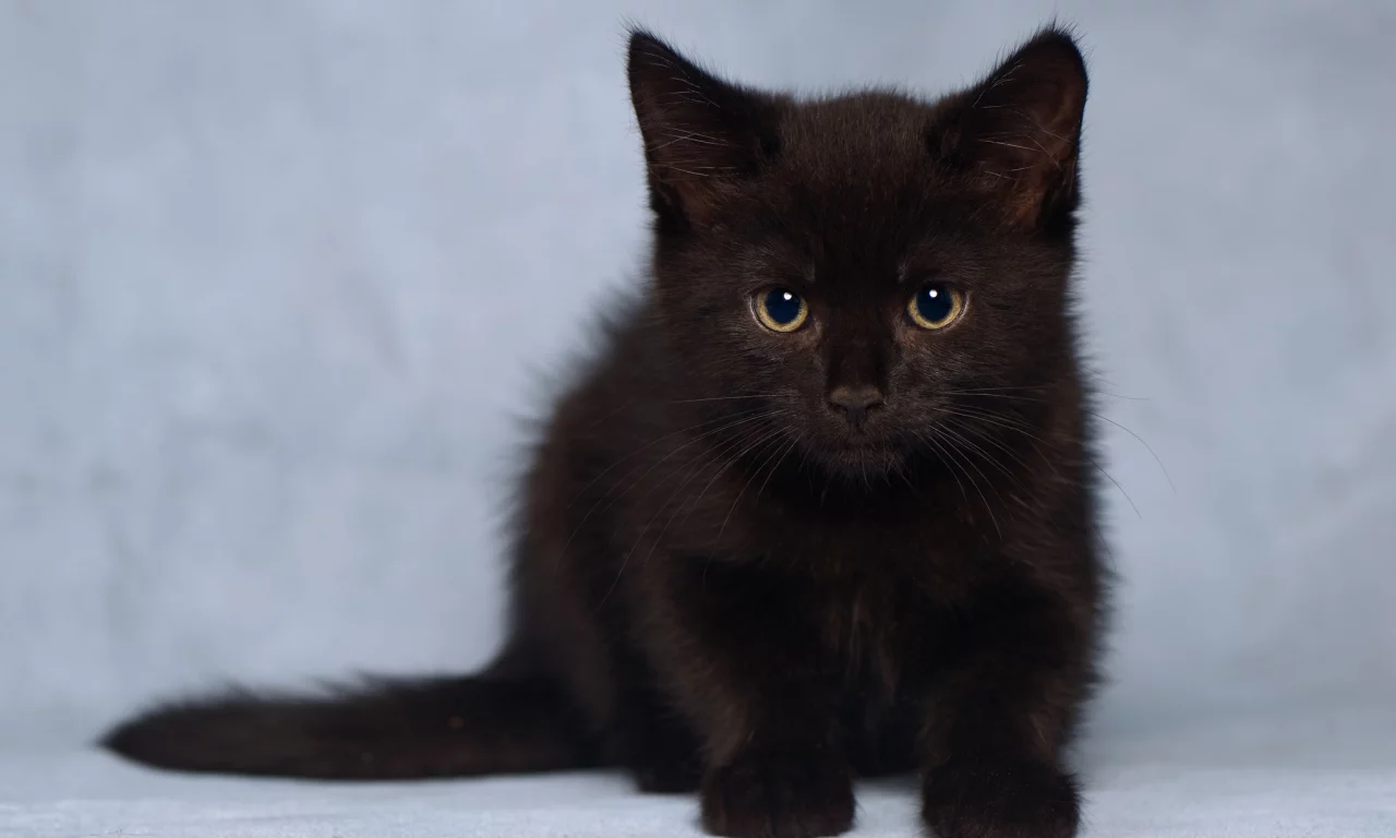 котёнок, взгляд, усы