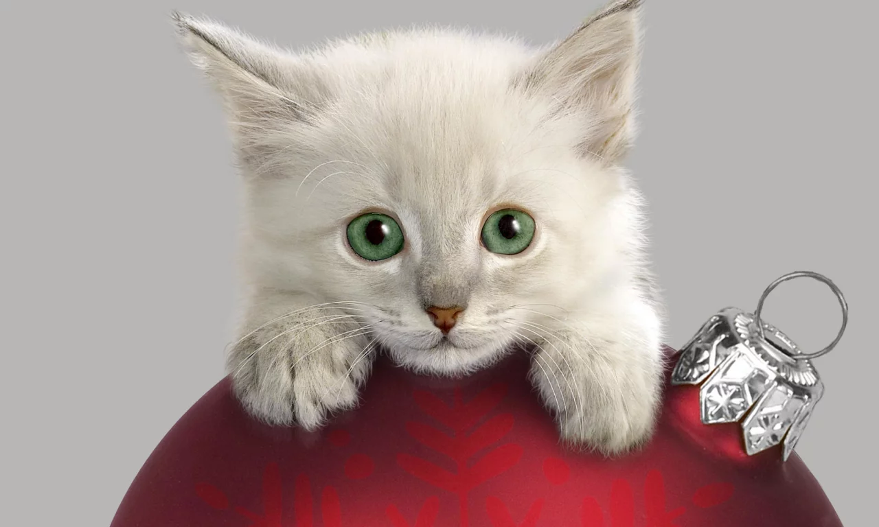 котёнок, взгляд, усы