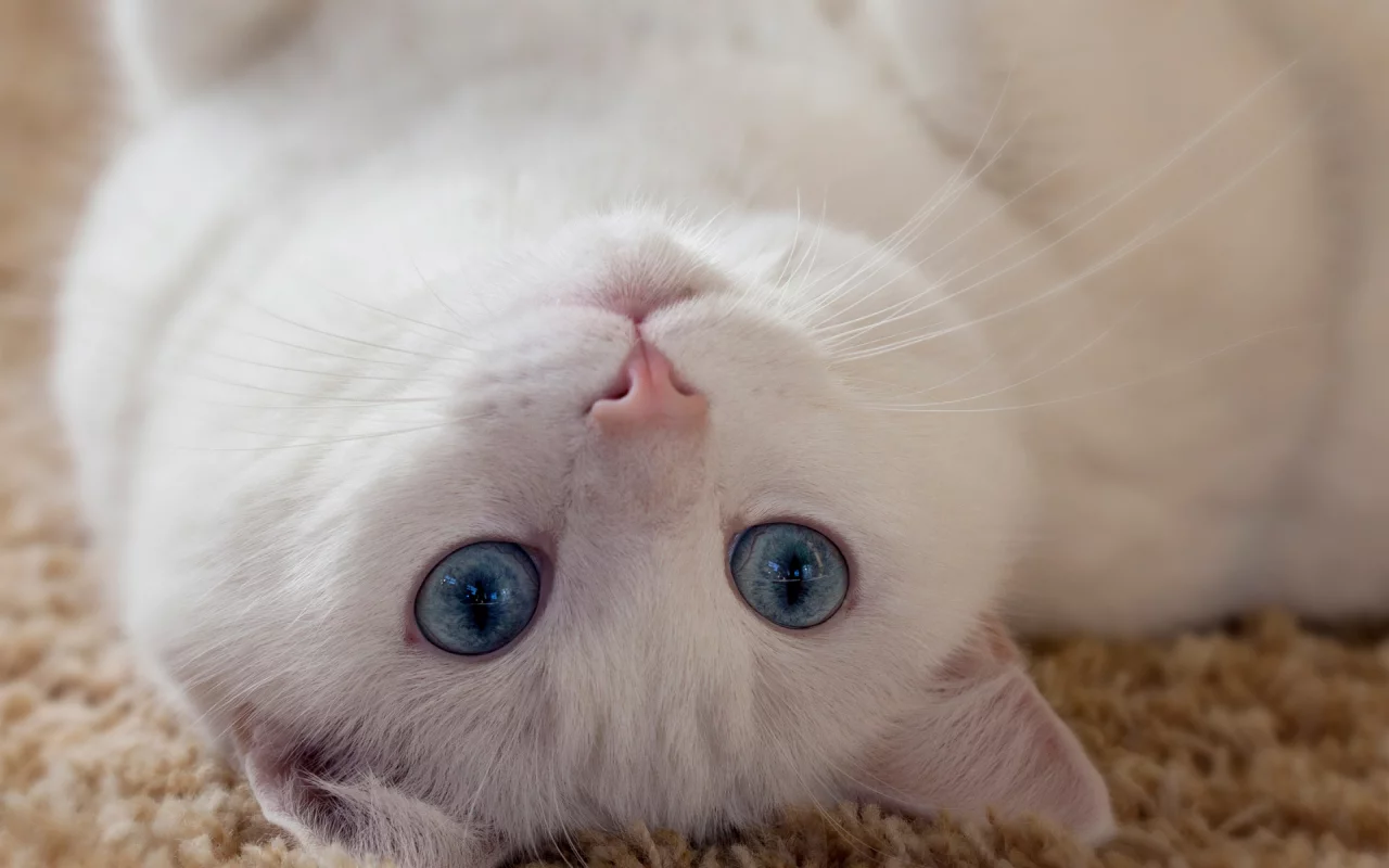кошка, взгляд, лежит на спине