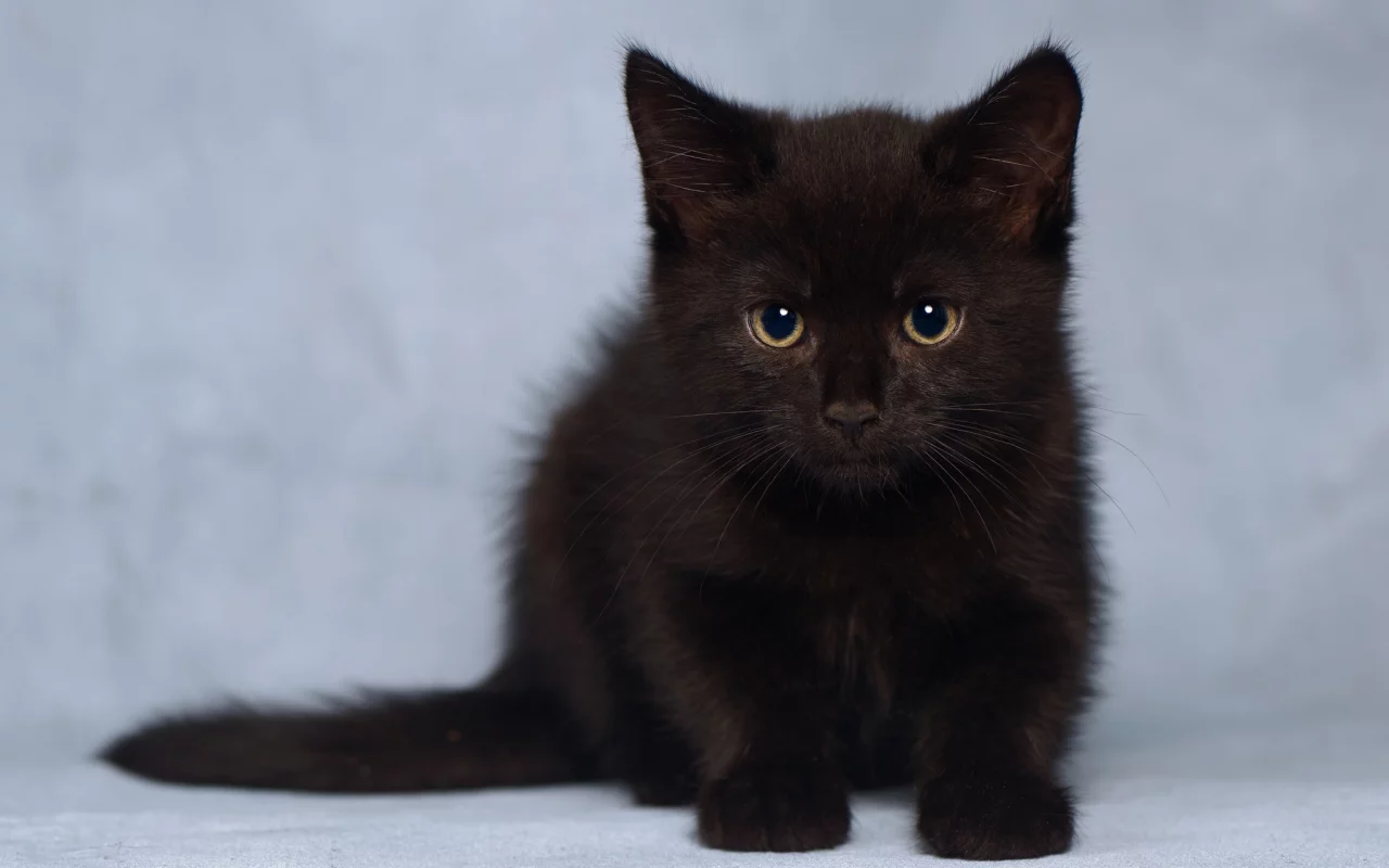 котёнок, взгляд, усы