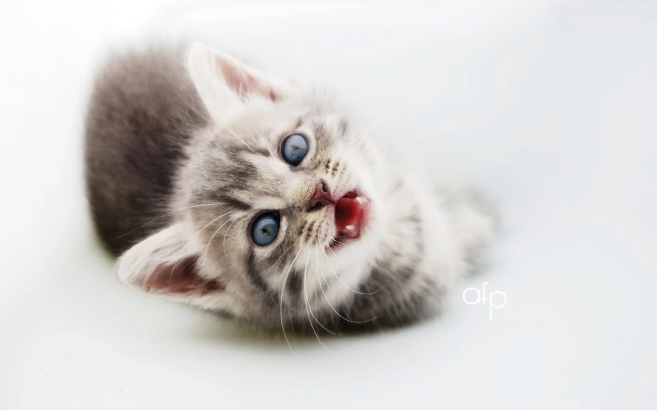 котёнок, маленький