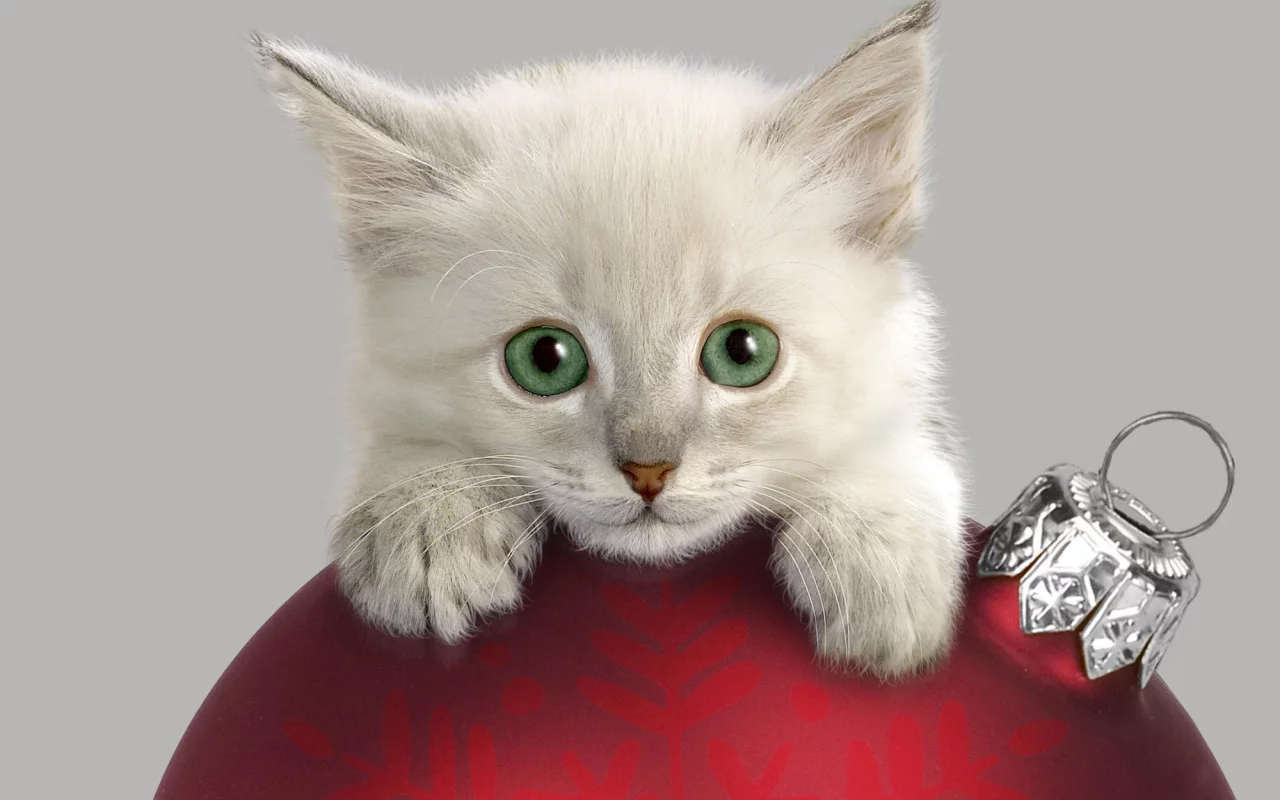 котёнок, взгляд, усы