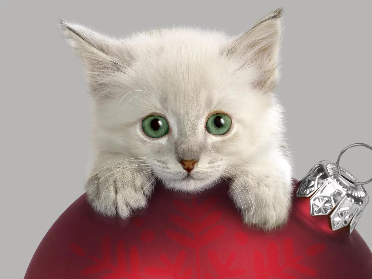котёнок, взгляд, усы