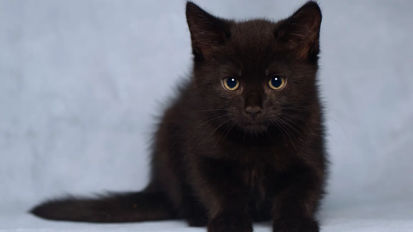 котёнок, взгляд, усы