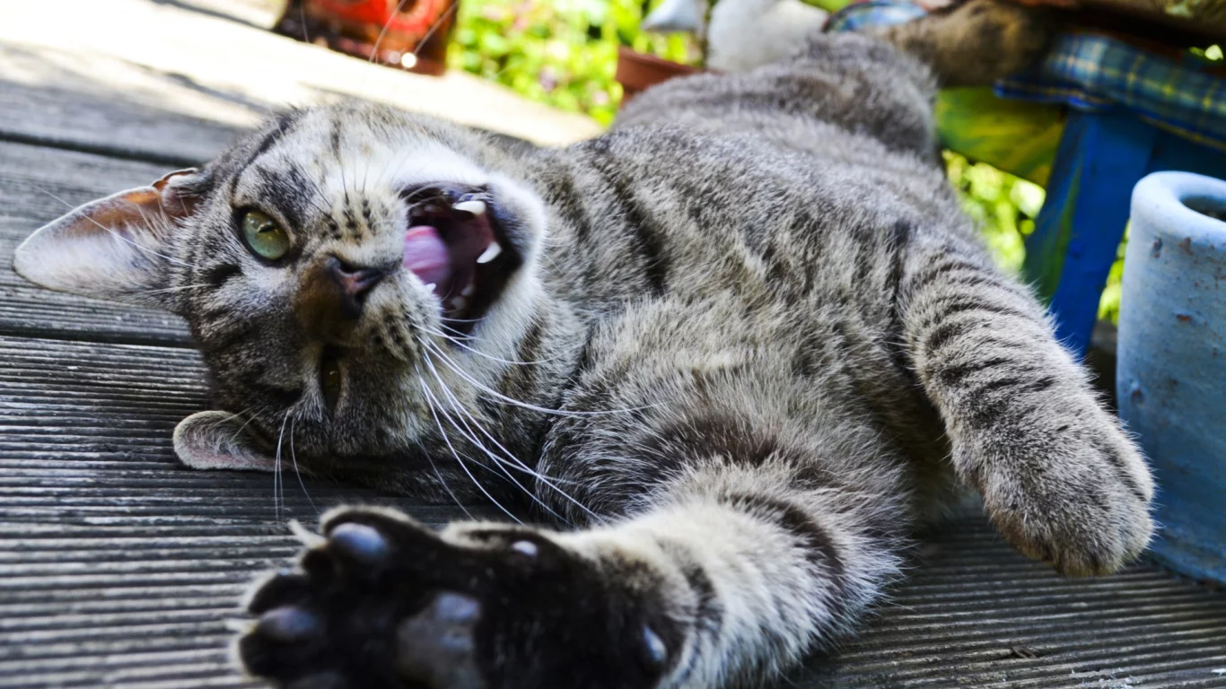 кот, животное, потягивается