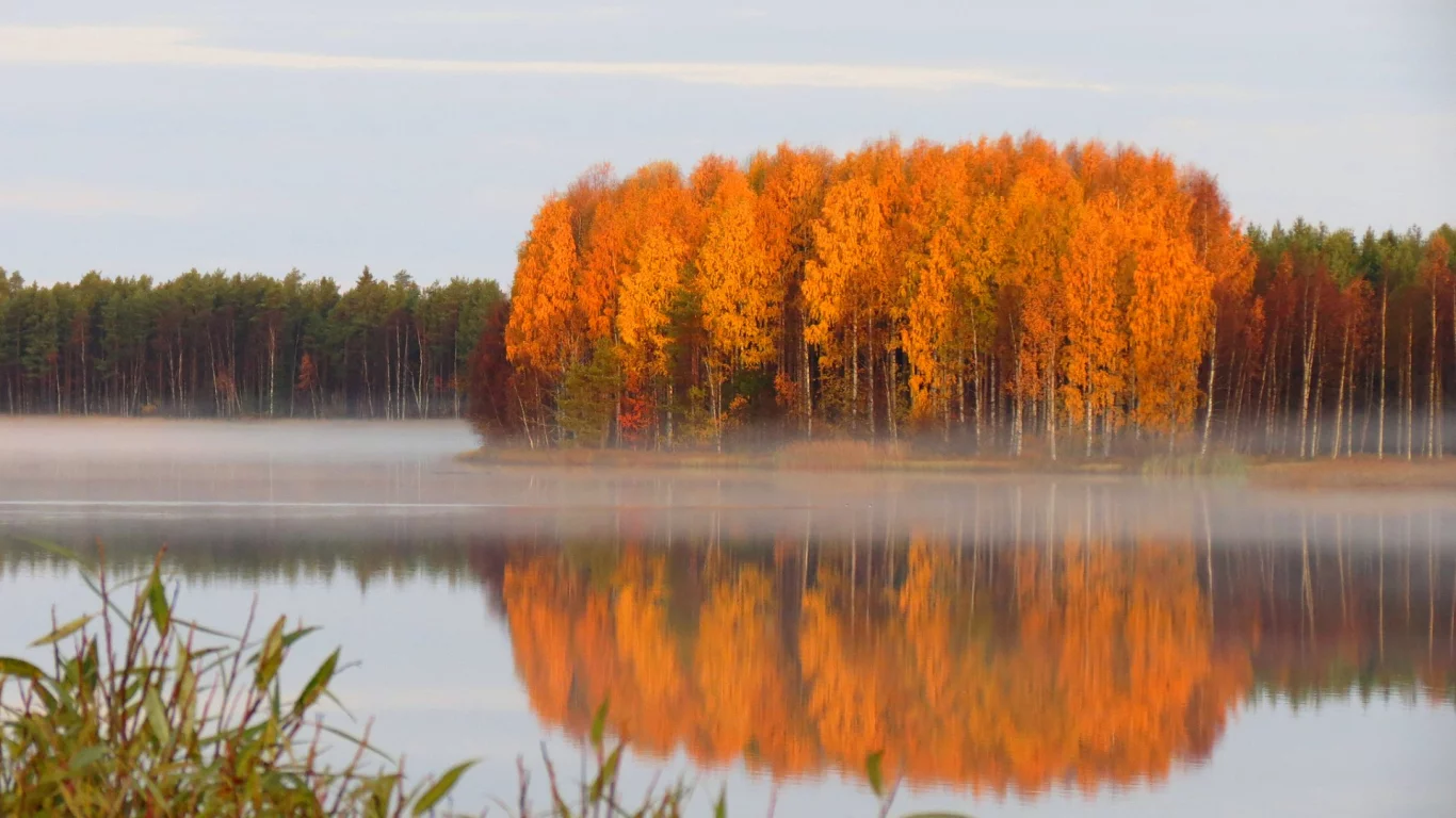 река, лес, деревья, туман