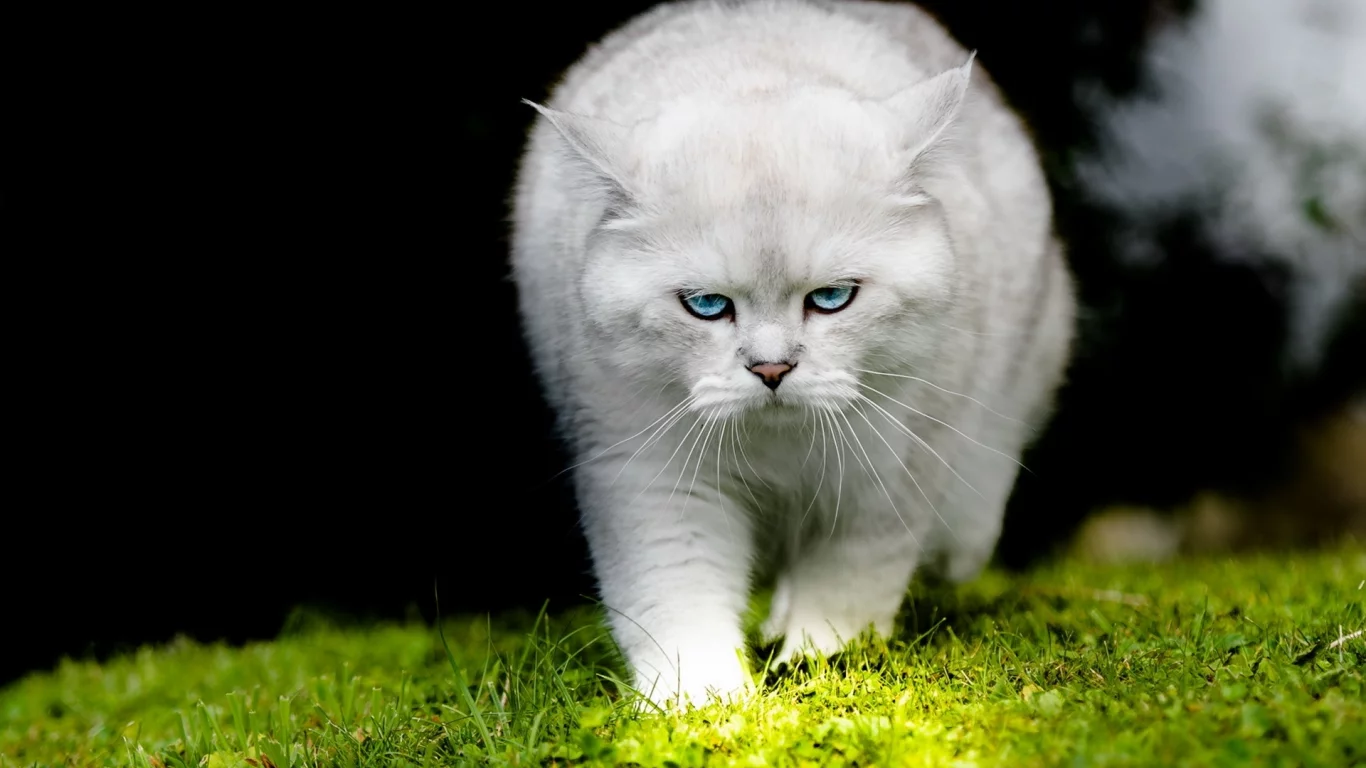 кот, взгляд, усы
