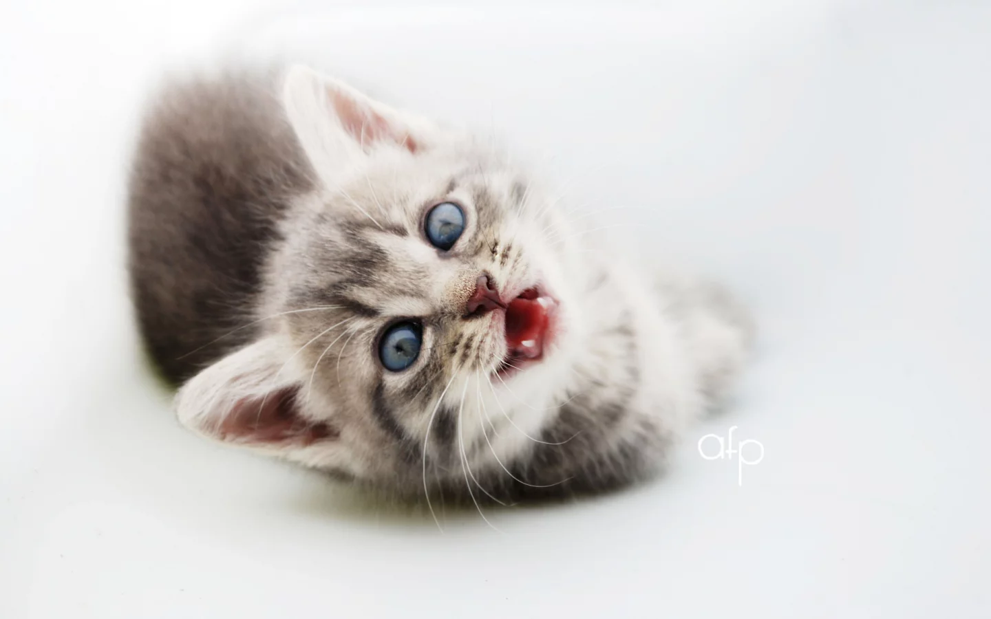 котёнок, маленький