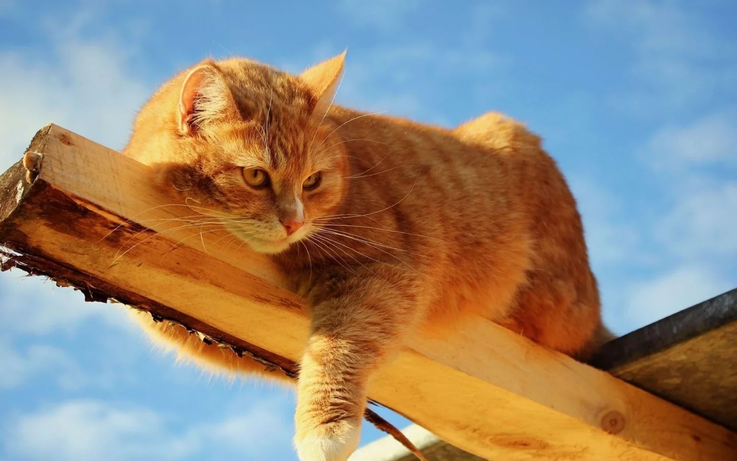 кот, взгляд, усы