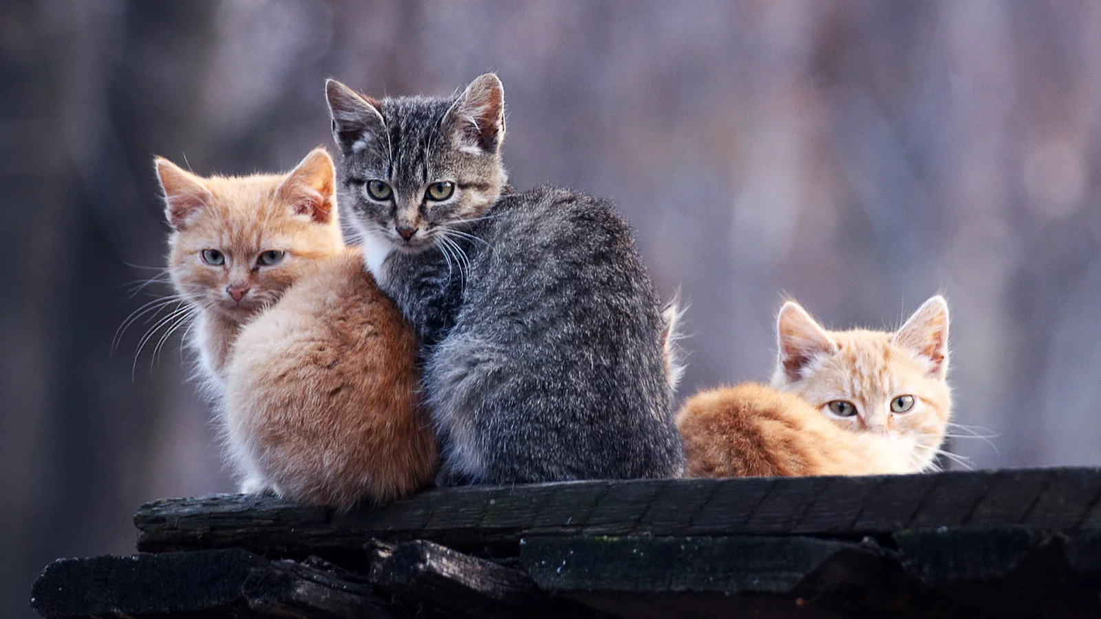 котята, животные