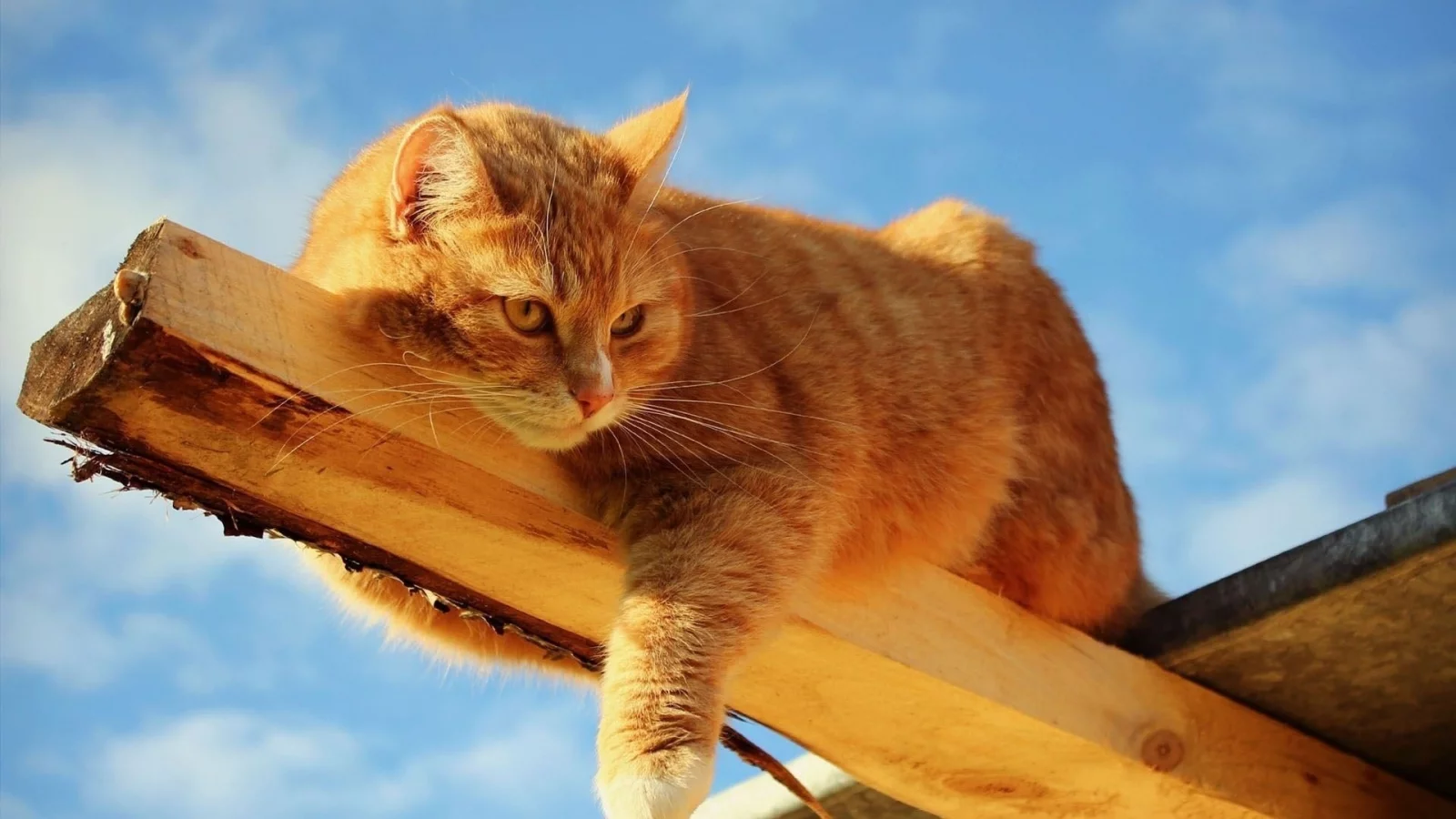 кот, взгляд, усы