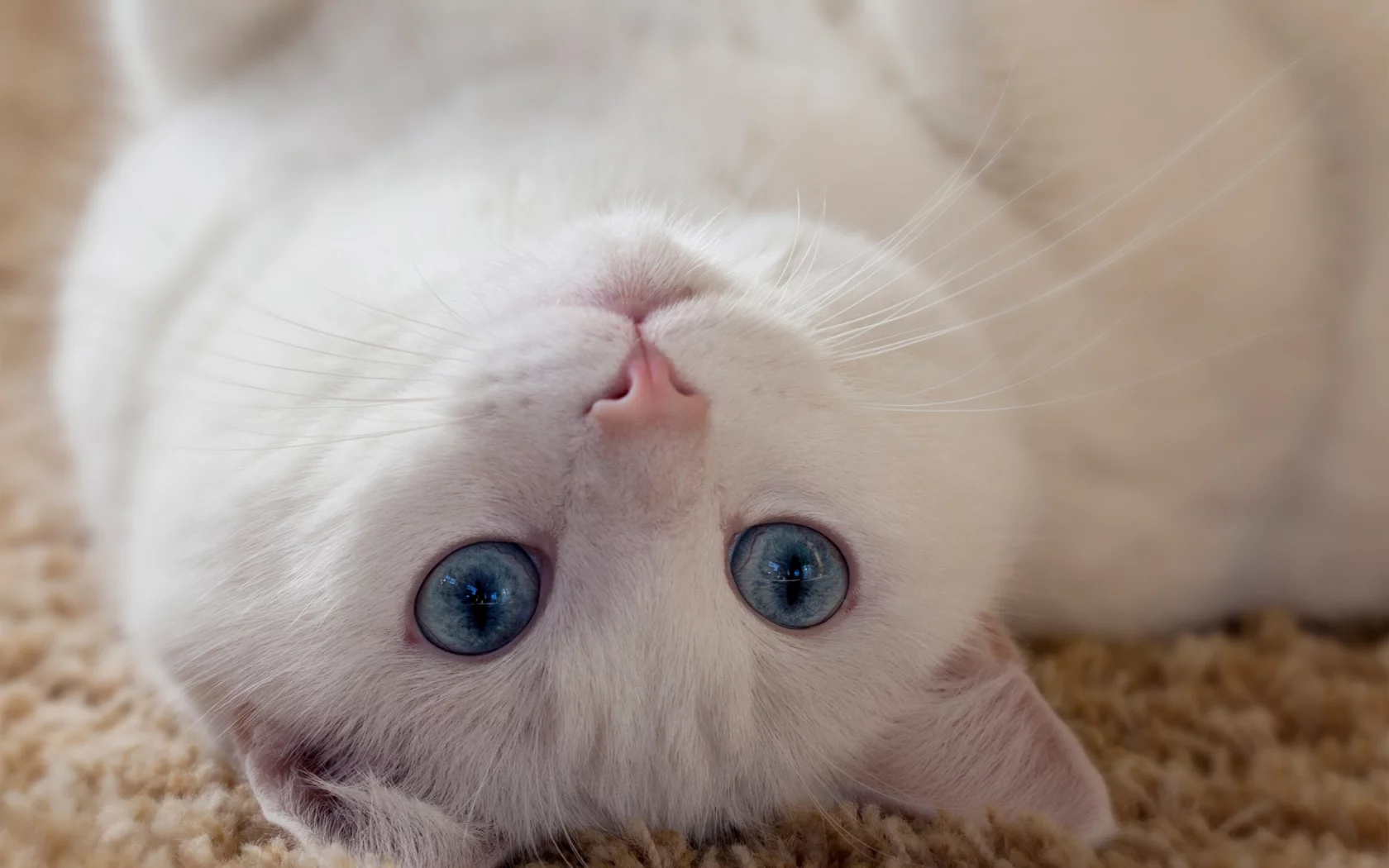 кошка, взгляд, лежит на спине