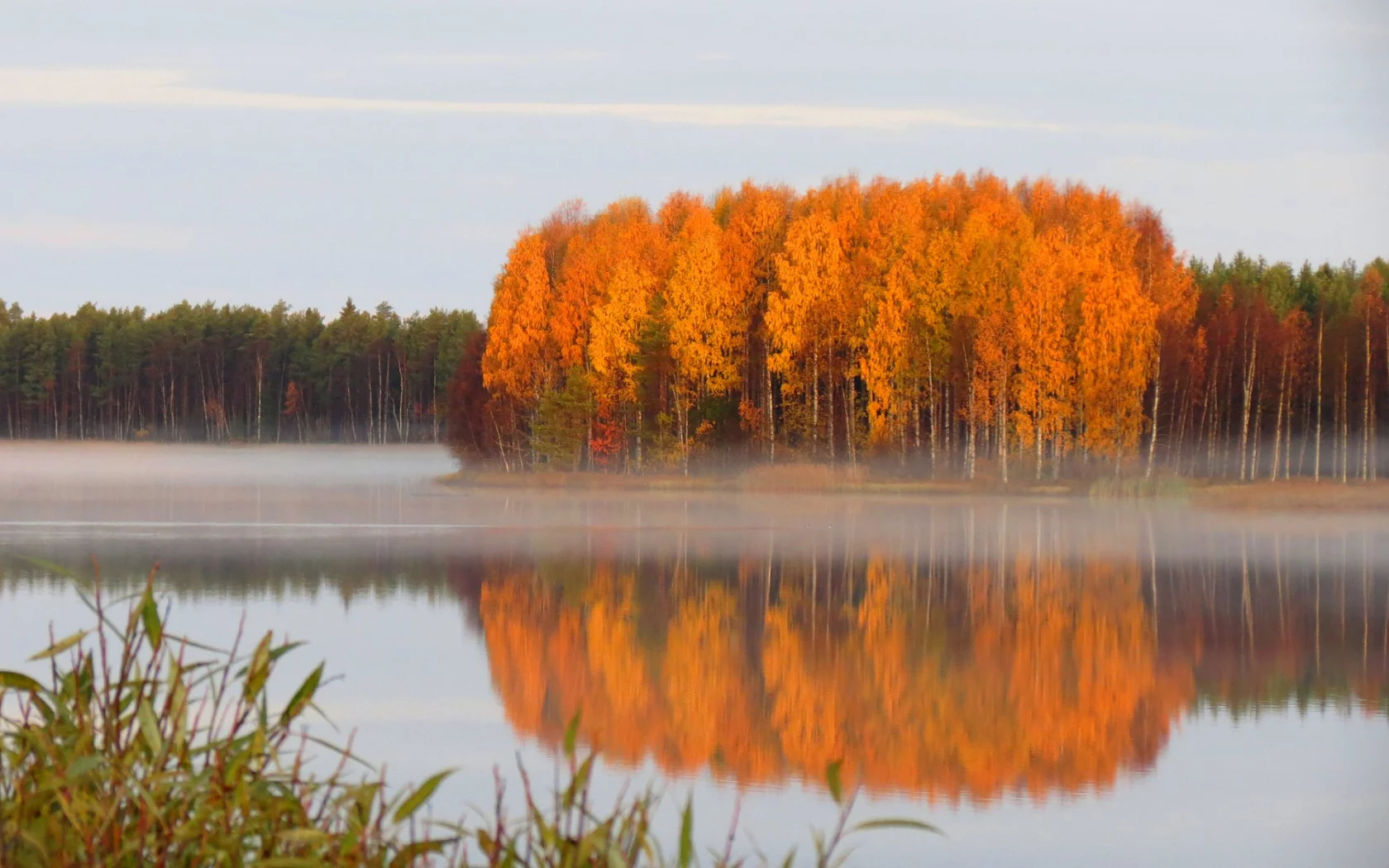 река, лес, деревья, туман