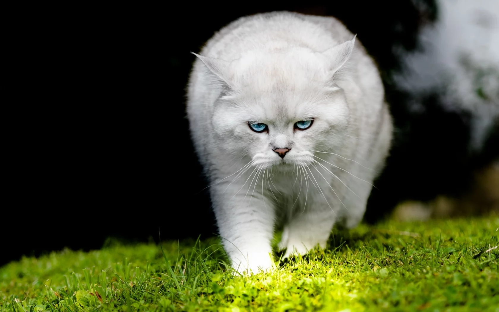 кот, взгляд, усы