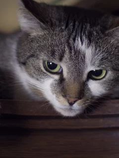кошка, животные, взгляд