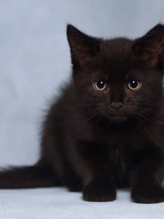 котёнок, взгляд, усы