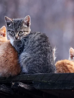 котята, животные