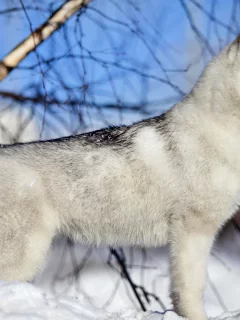 собака хаски, зима