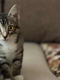 кот, взгляд
