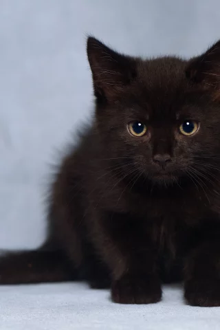 котёнок, взгляд, усы