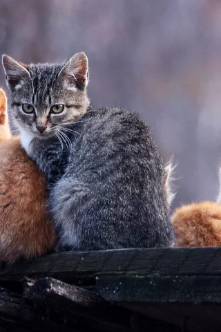 котята, животные