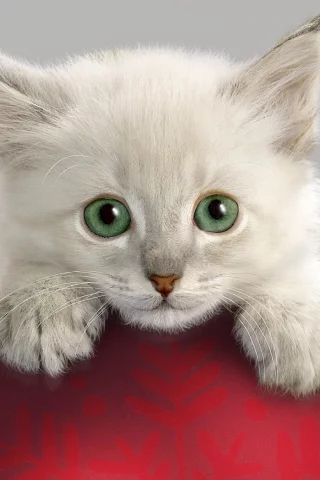котёнок, взгляд, усы
