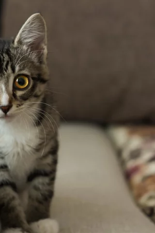 кот, взгляд
