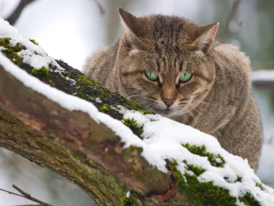кот, сидит на дереве