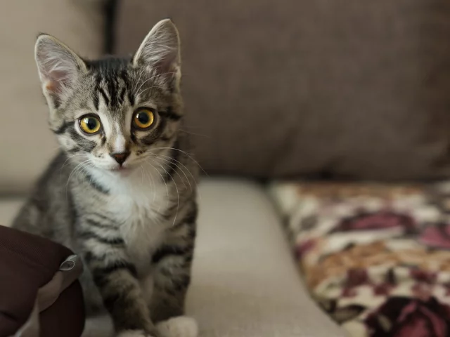 кот, взгляд