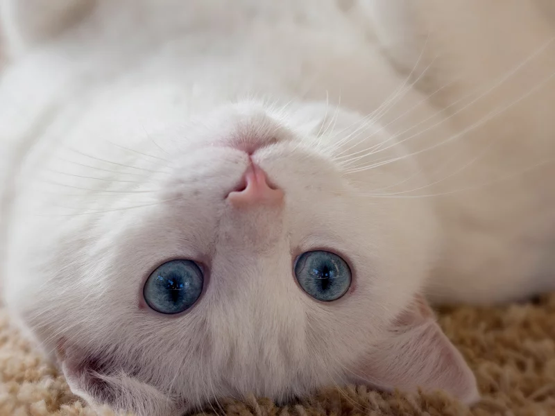 кошка, взгляд, лежит на спине