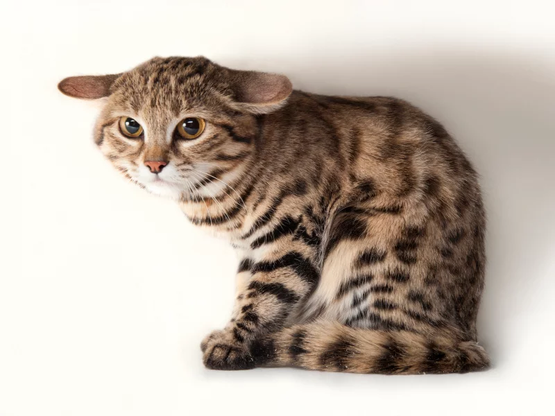 кот, фон