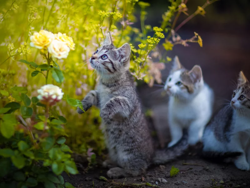 котята, цветы