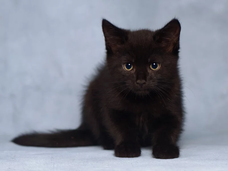 котёнок, взгляд, усы
