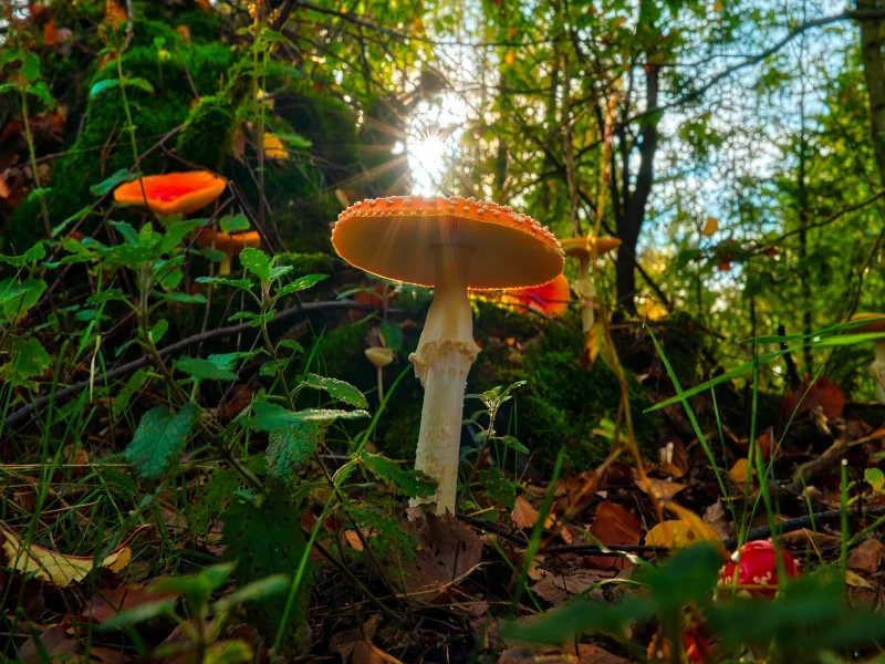 мухомор, лес