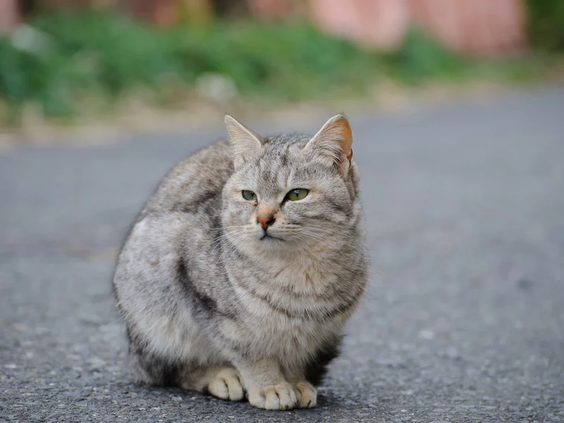 кошка, животное