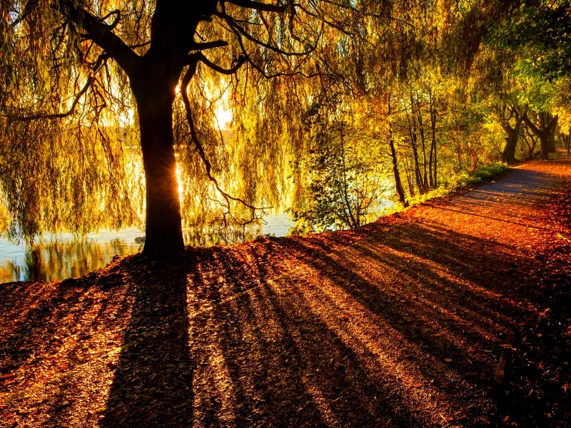 река, дерево, природа