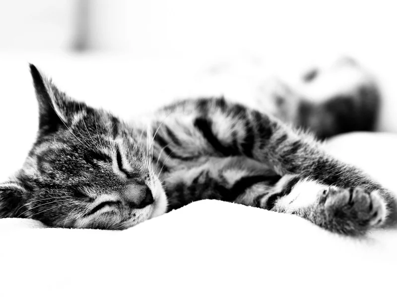 кот, спит