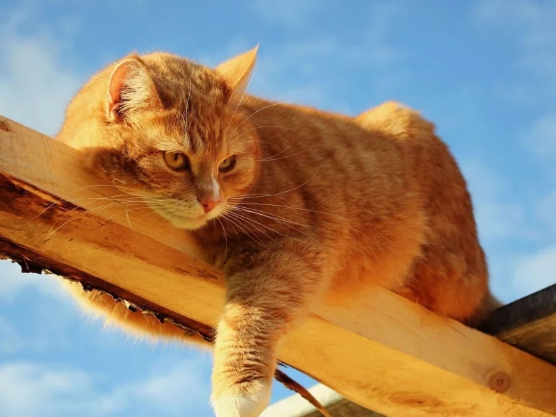 кот, взгляд, усы